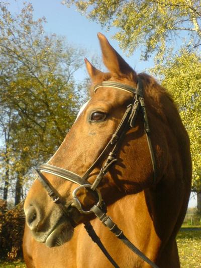 Hlava koně s ohlávkou